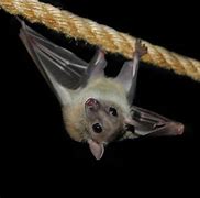 Image result for Egyptian Fruit Bat