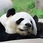 Image result for Giant Panda Characteristics