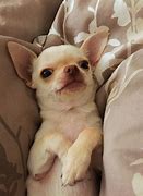 Image result for Cute Dogs Chihuahua