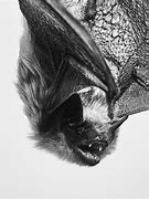 Image result for Big Brown Bat Baby