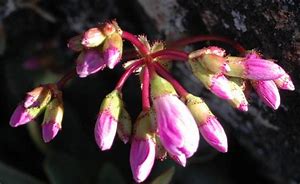 Image result for Lewisia cotyledon var. heckneri