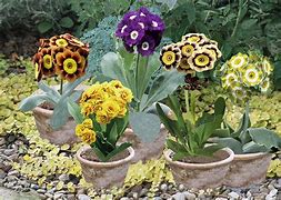 Image result for Primula auricula Super Para