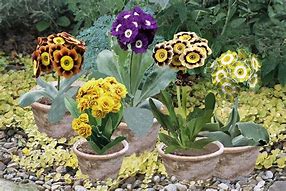 Image result for Primula auricula Ordvic