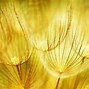 Image result for Bing Wallpaper Flowers