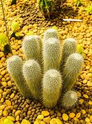 Image result for Australian Desert Cactus