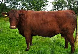 Image result for Polled Salers Cattle