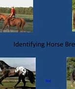 Image result for Horse Dog Breed