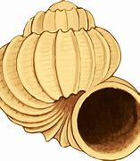 Image result for Concha ClipArt
