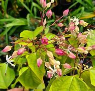 Image result for Clerodendrum trichotomum