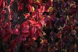 Image result for Love Vine Leaves