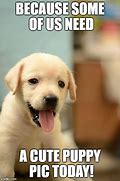 Image result for Cute Puppies Meme