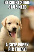 Image result for Cute Dog Pics with Memes