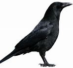 Image result for The Crow Brandon Lee PNG