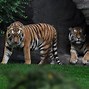 Image result for Zoo Animal Habitats