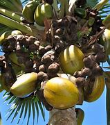 Image result for Lodoicea Maldivica Fruit