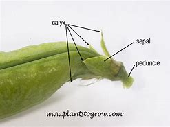 Image result for Odd Shaped Pea Pod Plant
