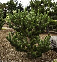 Image result for Pinus nigra Oregon Green