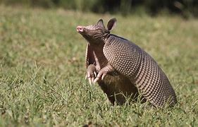 Image result for 3 Ring Armadillo