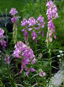 Image result for polygala