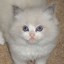 Image result for Bicolor Cat Cute