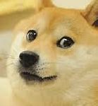 Image result for Doge Pain Meme