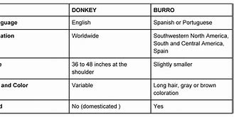 Image result for What Is the Difference Between Mule Jenny Donkey and Burro