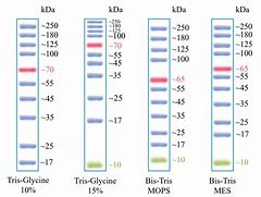 Image result for 生工 Protein Marker