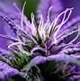 Image result for Cannabis Strain Characteristics