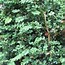 Image result for BUXUS SEMPERVIRENS haagplant