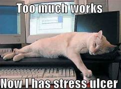 Image result for Work Cat Meme Stressed