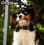 Image result for Sarcastic Dog Face