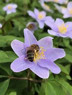 Bildergebnis für Anemone nemorosa Robinsoniana 2J