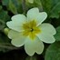 Image result for Primula vulgaris Queen Lime