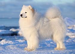 samoyeds 的图像结果