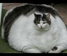 Image result for Biggest Weight Cat