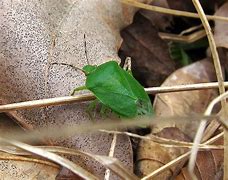 Image result for Green Tick Bug