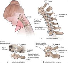 Image result for Ligaments of Cervical Spine