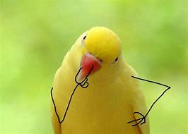 Image result for Bird Laughing Meme