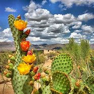 Image result for Arizona Flowers Colors