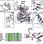 Image result for DDR1 Protein