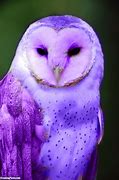 Image result for Purple Anmals