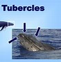 Image result for What Is the Difference Between a Wing and a Flipper