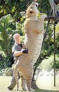 Image result for Biggest Liger