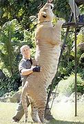 Image result for World's Biggest Liger