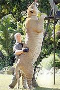Image result for World's Biggest Liger Hercules