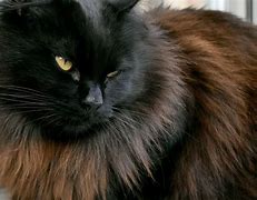 Image result for Exotic Black Cat