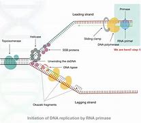 Image result for RNA Primase
