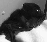 Image result for Rare White Bat