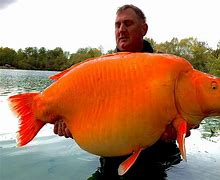 Image result for Biggest Goldfish Ever Found