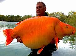 Image result for Largest Fish Latter